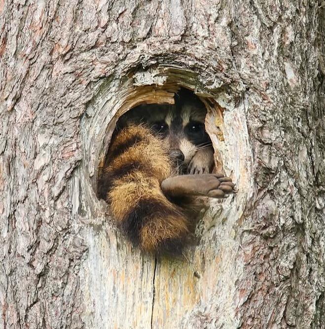 racoonite